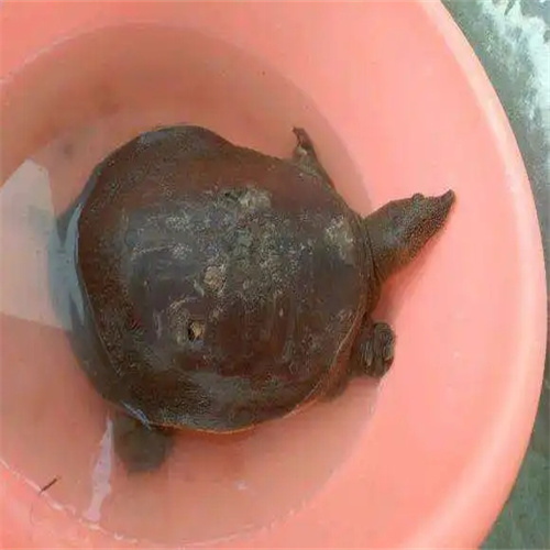 河南甲鱼