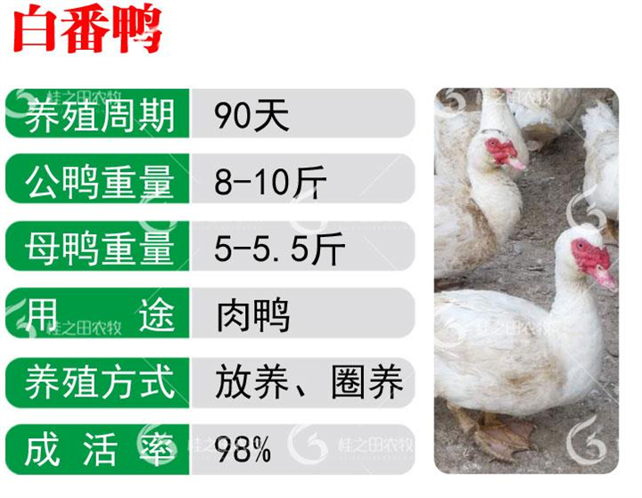 优质福建白番鸭苗现货批发