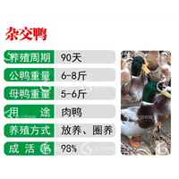 优质广东杂交鸭苗现货批发