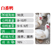 优质福建白番鸭苗现货批发