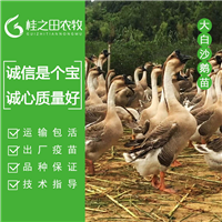 广西南宁大白沙鹅苗批发