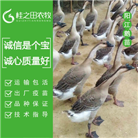 广西南宁阳江鹅苗批发