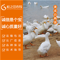 广西南宁白鸭苗批发