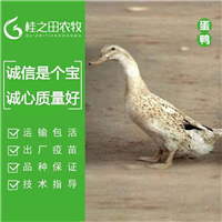 广西南宁蛋鸭苗批发