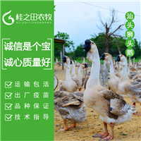 广西南宁狮头鹅苗批发