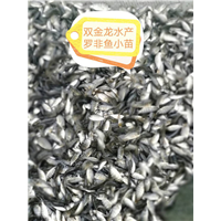 罗非鱼小苗