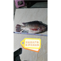 罗非成品鱼