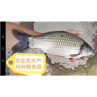 特种鲫鱼苗