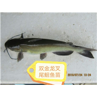 叉尾鮰鱼苗价格
