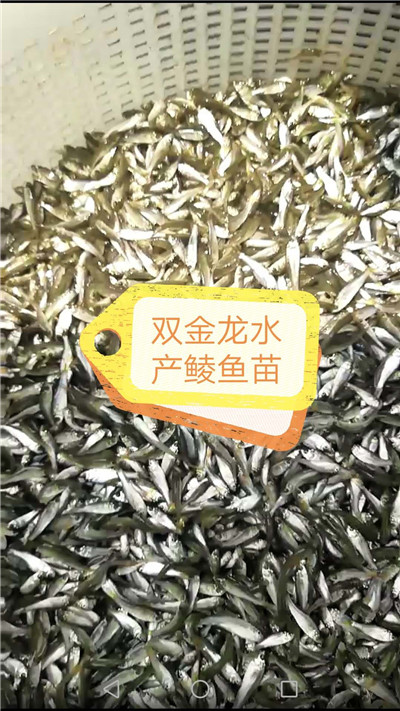 鲮鱼苗