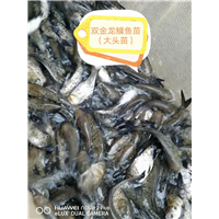 鳙鱼苗（大头苗）