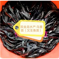 乌豊苗（生鱼苗）
