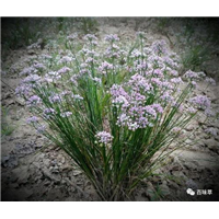 麻麻花基地