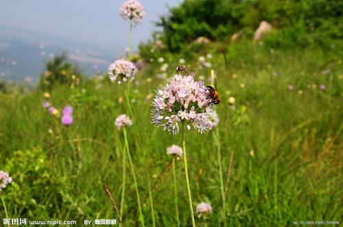 山葱花产地