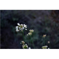 榆林山葱花