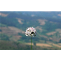 山葱花