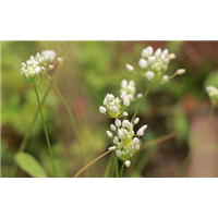 榆林麻麻花