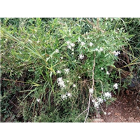 贼麻花电话