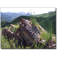 麻麻花电话