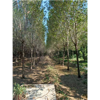 山东造型白腊