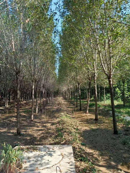 山东白蜡树