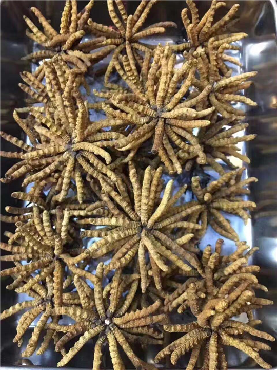 常州冬虫夏草回收 