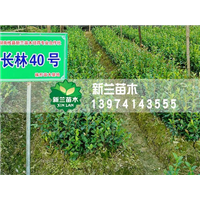 湖南纯正长林40号嫁接油茶苗多少钱