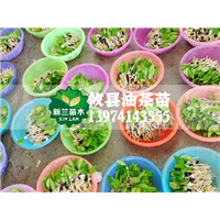 云南嫁接油茶苗哪家更优良