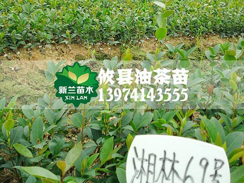 湖南湘林69号优质油茶苗哪家强