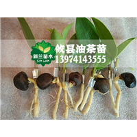 2019广东嫁接油茶苗哪家更