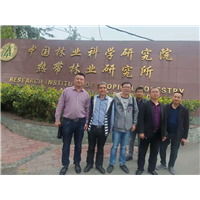 贵州纯正湘林系列油茶苗批发基地