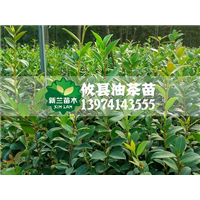 湖南湘林系列油茶苗**价格