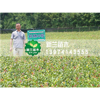 湖南正宗长林18号油茶苗全国出售