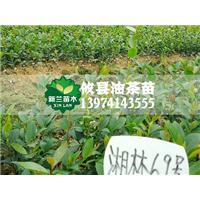 湖南湘林69号优质油茶苗哪家强