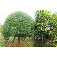 江西桂花树：江西哪里有桂花树