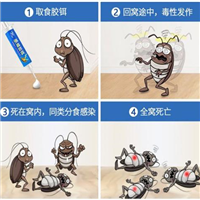 乌鲁木齐除鼠灭蟑螂 