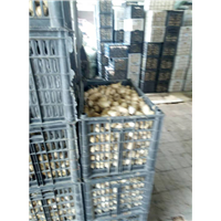 蚕丝棉