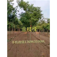 山东金枝槐基地