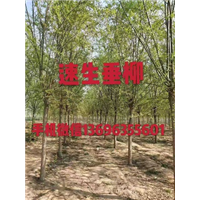 山东速生垂柳