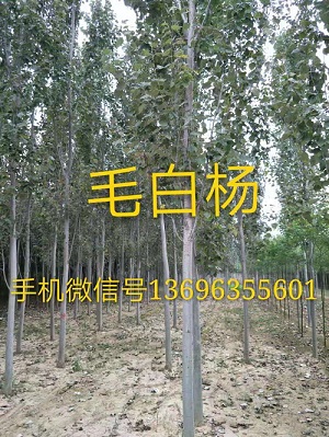 山东毛白杨