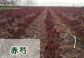 德阳市中药材种植时间 