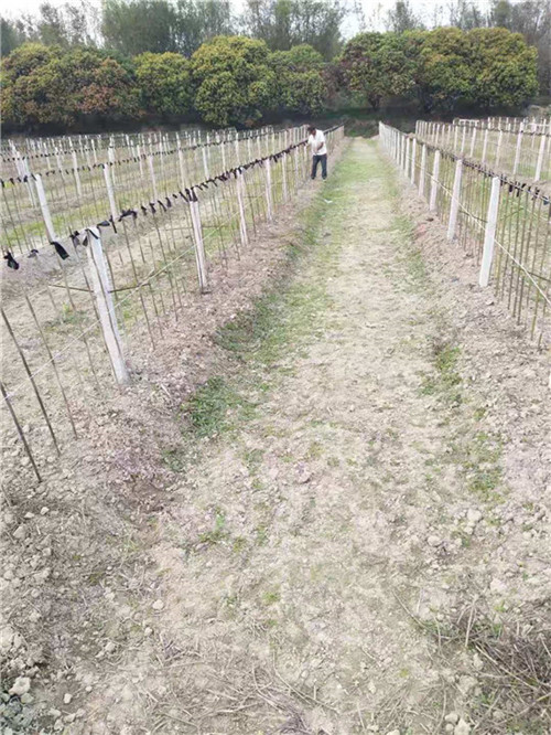 湖南葡萄避雨棚-广西桂林信裕果蔬大棚搭建经营商会 