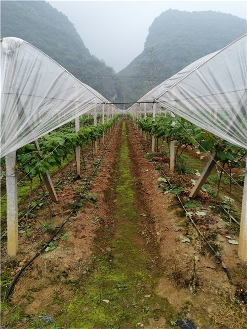 福建葡萄避雨棚-广西桂林信裕果蔬大棚搭建经营商会 