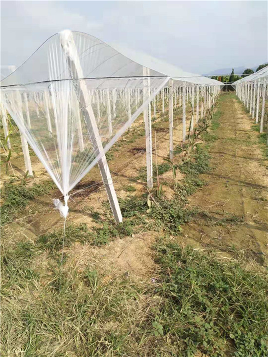 贵州葡萄避雨棚-广西桂林信裕果蔬大棚搭建经营商会 