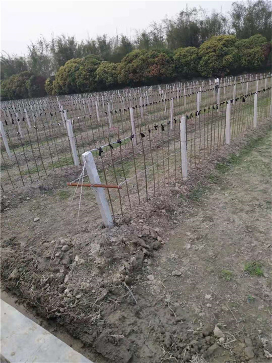 广西葡萄避架-广西桂林信裕果蔬大棚搭建经营商会 