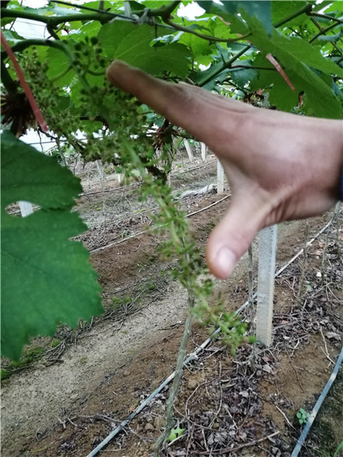 云南葡萄避雨棚-广西桂林信裕果蔬大棚搭建经营商会 