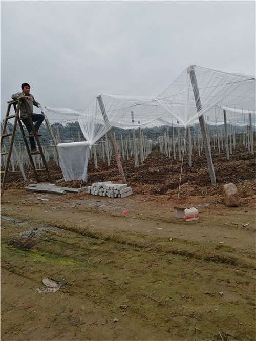 广东葡萄避雨棚-广西桂林信裕果蔬大棚搭建经营商会 