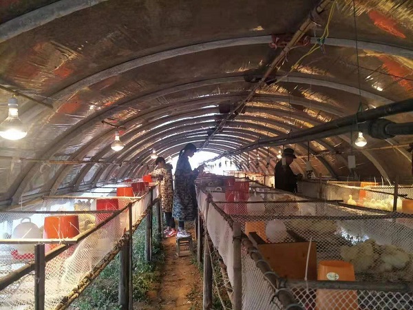 云南鹅苗市场供应价格鹅苗技术