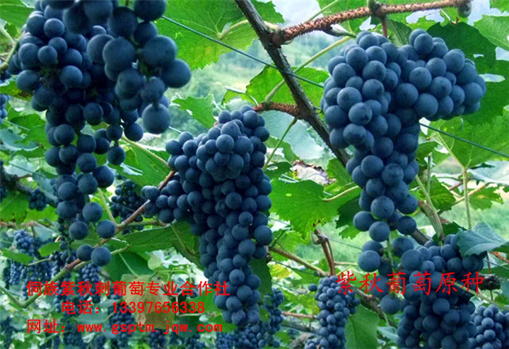 紫秋葡萄 
