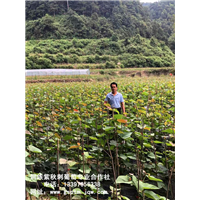 湖南紫秋葡萄苗 